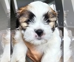 Small #1 Cava-Tzu