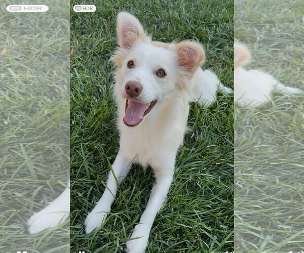 Medium Photo #3 Mutt Puppy For Sale in Bellevue, WA, USA