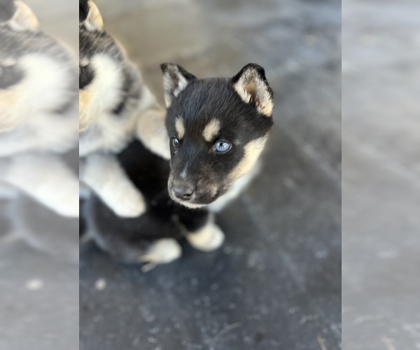 Medium Photo #4 German Shepherd Dog-Siberian Husky Mix Puppy For Sale in SALUDA, SC, USA