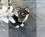 Small Photo #4 German Shepherd Dog-Siberian Husky Mix Puppy For Sale in SALUDA, SC, USA