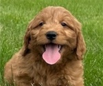 Puppy Puppy 6 Goldendoodle (Miniature)