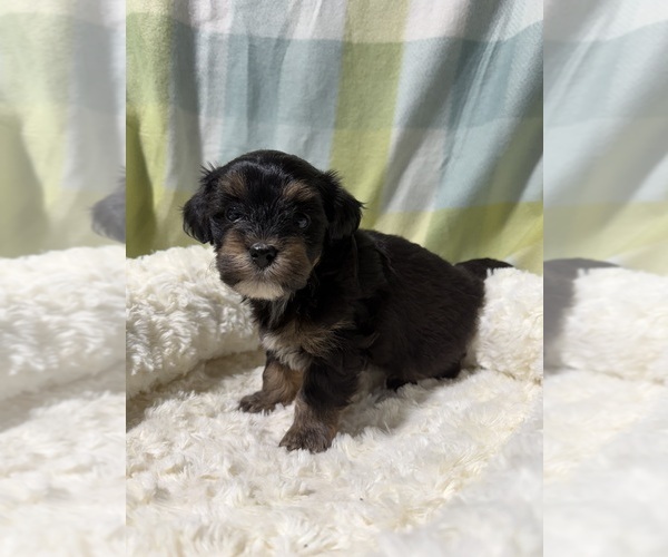 Medium Photo #3 Havapoo Puppy For Sale in GUTHRIE, KY, USA