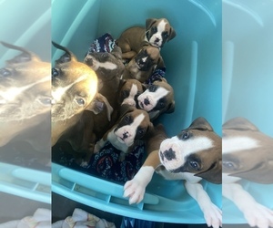 Boxer Puppy for sale in JONES, MI, USA