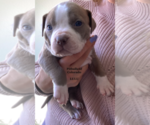 Puppy 2 American Pit Bull Terrier