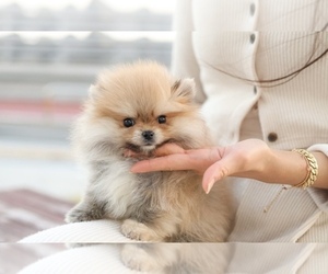 Pomeranian Puppy for Sale in BREA, California USA