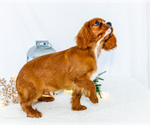 Small Photo #78 Cavalier King Charles Spaniel Puppy For Sale in WAKARUSA, IN, USA