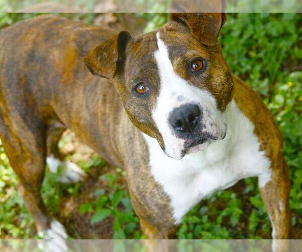Medium Photo #2 American Staffordshire Terrier Puppy For Sale in Tallahassee, FL, USA