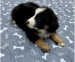 Small #3 Australian Shepherd
