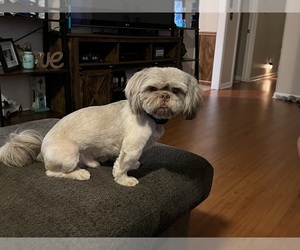 Father of the Shih Tzu puppies born on 07/28/2026