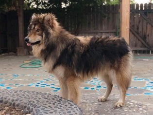 Wolf Hybrid Puppy for sale in LOS ANGELES, CA, USA
