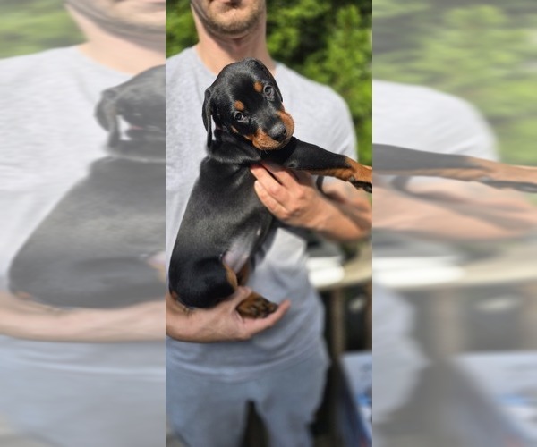 Medium Photo #17 Doberman Pinscher Puppy For Sale in WHEELING, IL, USA