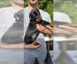 Small Photo #17 Doberman Pinscher Puppy For Sale in WHEELING, IL, USA