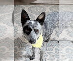 Small #2 Mutt