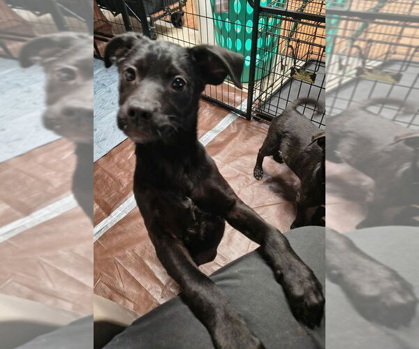 Medium Photo #2 Border Collie-Unknown Mix Puppy For Sale in Aurora, IN, USA