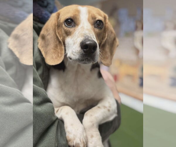 Medium Photo #10 Mutt Puppy For Sale in Rustburg, VA, USA