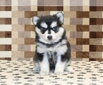 Small #2 Pomsky