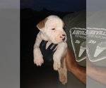 Small Photo #9 American Bulldog Puppy For Sale in MILLS RIVER, NC, USA