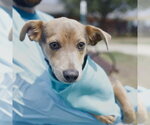 Small #1 American Staffordshire Terrier Mix