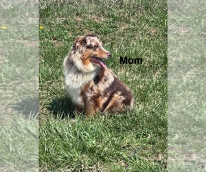Mother of the Australian Shepherd puppies born on 04/23/2025