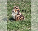 Small Photo #1 Australian Shepherd Puppy For Sale in GREENS FORK, IN, USA