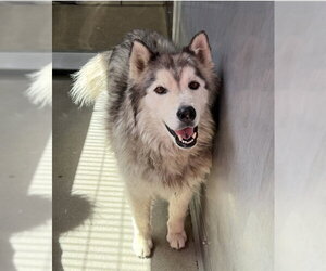HUNTER - Male Siberian Husky Dog for Adoption - Photo #2