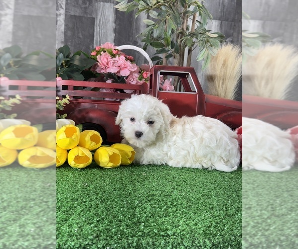 Medium Photo #5 Havanese Puppy For Sale in CANOGA, NY, USA
