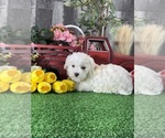 Small #4 Havanese