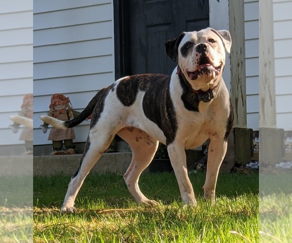 Medium Photo #1 American Bulldog Puppy For Sale in NORTH RIDGEVILLE, OH, USA