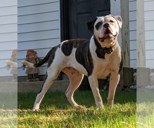 American Bulldog Puppy for Sale in NORTH RIDGEVILLE, Ohio USA