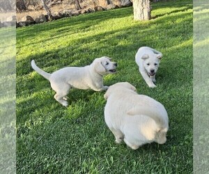 Labrador Retriever Litter for sale in CEDAREDGE, CO, USA