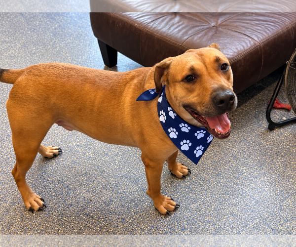 Medium Photo #2 Labrador Retriever-Rhodesian Ridgeback Mix Puppy For Sale in Phoenix, AZ, USA