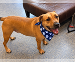 Small Photo #2 Labrador Retriever-Rhodesian Ridgeback Mix Puppy For Sale in Phoenix, AZ, USA