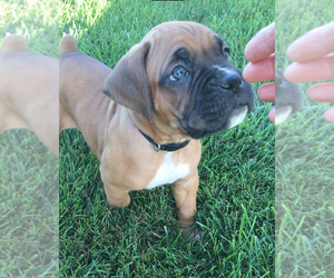Boxer Puppy for sale in APPLE CREEK, OH, USA