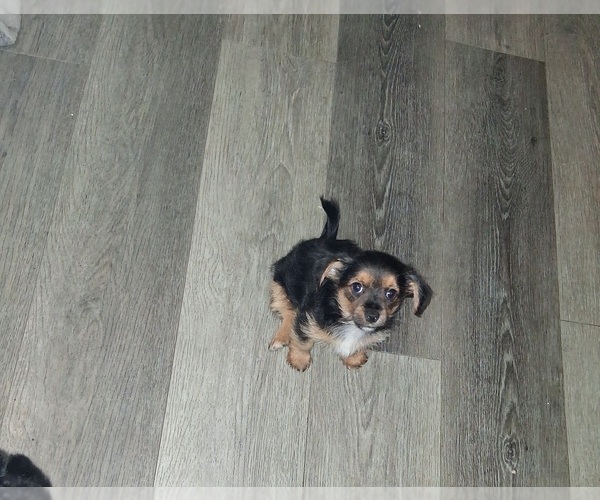 Medium Photo #1 Yorkshire Terrier Puppy For Sale in DELAWARE, OH, USA