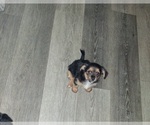 Small Yorkshire Terrier