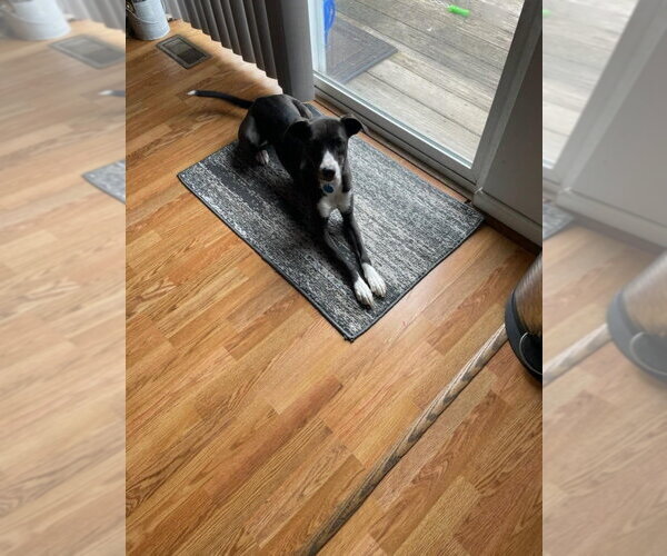 Medium Photo #1 Labrador Retriever-Unknown Mix Puppy For Sale in Aurora, IN, USA