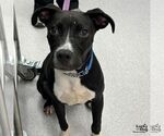 Small #2 Labrador Retriever Mix