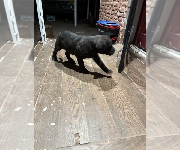 Medium Photo #3 Mastiff Puppy For Sale in DEMING, NM, USA