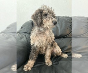 Labradoodle Puppy for sale in DAVENPORT, IA, USA