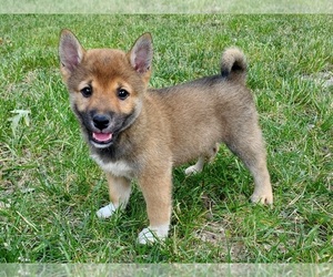 Shiba Inu Puppy for sale in CLARK, MO, USA