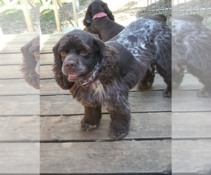 Mother of the Cocker Spaniel puppies born on 08/16/2022