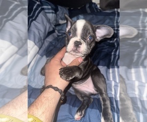 French Bulldog Puppy for sale in ELIZABETH, NJ, USA