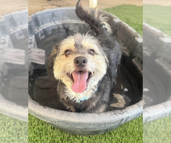 Medium Photo #4 Mutt Puppy For Sale in Phoenix, AZ, USA