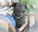 Small #2 Plott Hound Mix