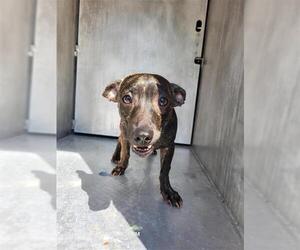 Chihuahua-Unknown Mix Dogs for adoption in San Antonio, TX, USA