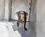 CHUPA - Male Chihuahua-Unknown Mix Dog for Adoption - Small photo