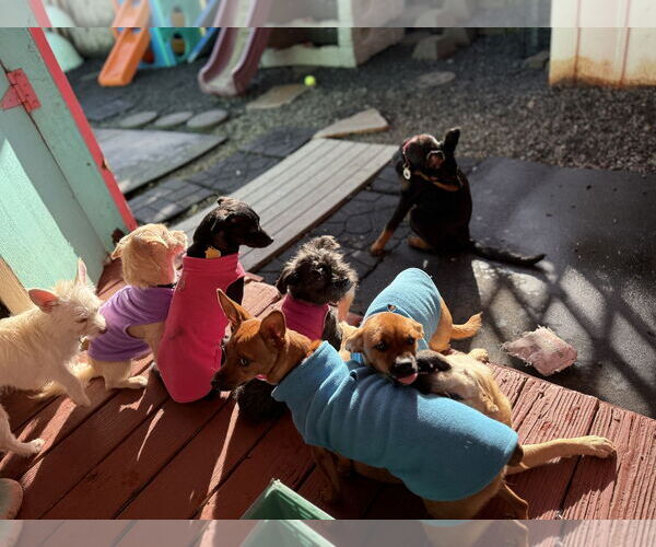 Medium Photo #2 Chihuahua Puppy For Sale in Junction Cityu, OR, USA
