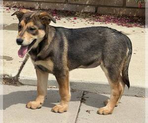 Katara - Female Mutt Dog for Adoption - Photo #4