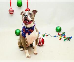 Mutt Dogs for adoption in Sanford, FL, USA