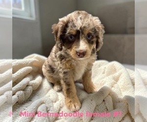 Bernedoodle (Miniature) Puppy for sale in MONTPELIER, OH, USA